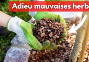 Mulching Guide: Benefits, Types, and Best Choices for Gardens and Vegetable Patches