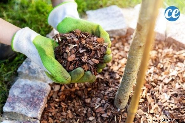 Mulching Guide: Benefits, Types, and Best Choices for Gardens and Vegetable Patches