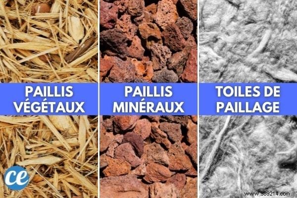 Mulching Guide: Benefits, Types, and Best Choices for Gardens and Vegetable Patches