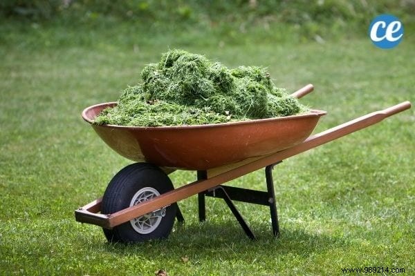 Mulching Guide: Benefits, Types, and Best Choices for Gardens and Vegetable Patches