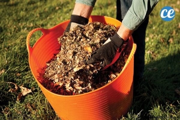 Mulching Guide: Benefits, Types, and Best Choices for Gardens and Vegetable Patches