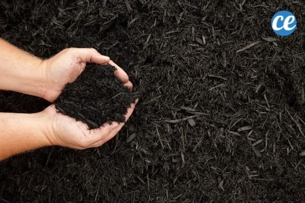 Mulching Guide: Benefits, Types, and Best Choices for Gardens and Vegetable Patches
