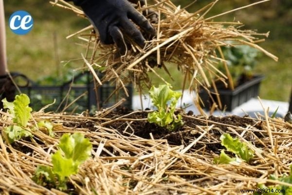 Mulching Guide: Benefits, Types, and Best Choices for Gardens and Vegetable Patches