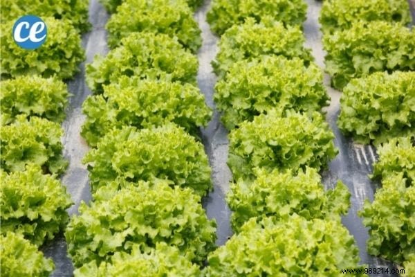 Mulching Guide: Benefits, Types, and Best Choices for Gardens and Vegetable Patches