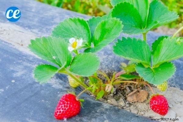 Mulching Guide: Benefits, Types, and Best Choices for Gardens and Vegetable Patches