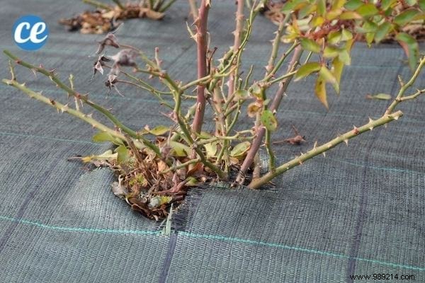 Mulching Guide: Benefits, Types, and Best Choices for Gardens and Vegetable Patches