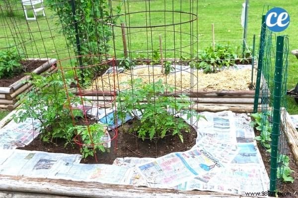 Mulching Guide: Benefits, Types, and Best Choices for Gardens and Vegetable Patches