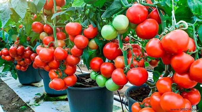 25 Fruits and Vegetables to Grow in Pots on Your Balcony: A Proven Container Gardening Guide