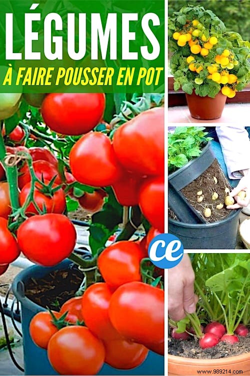 25 Fruits and Vegetables to Grow in Pots on Your Balcony: A Proven Container Gardening Guide