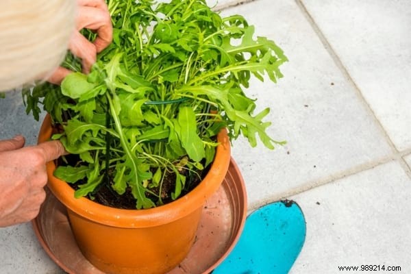 25 Fruits and Vegetables to Grow in Pots on Your Balcony: A Proven Container Gardening Guide