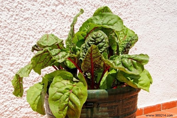 25 Fruits and Vegetables to Grow in Pots on Your Balcony: A Proven Container Gardening Guide