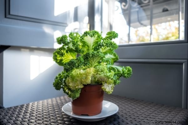 25 Fruits and Vegetables to Grow in Pots on Your Balcony: A Proven Container Gardening Guide