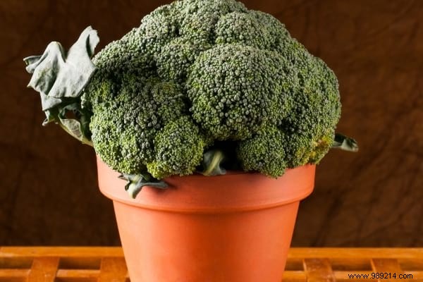 25 Fruits and Vegetables to Grow in Pots on Your Balcony: A Proven Container Gardening Guide