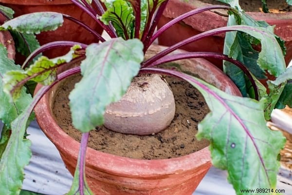 25 Fruits and Vegetables to Grow in Pots on Your Balcony: A Proven Container Gardening Guide