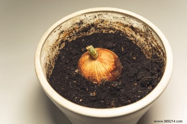 25 Fruits and Vegetables to Grow in Pots on Your Balcony: A Proven Container Gardening Guide