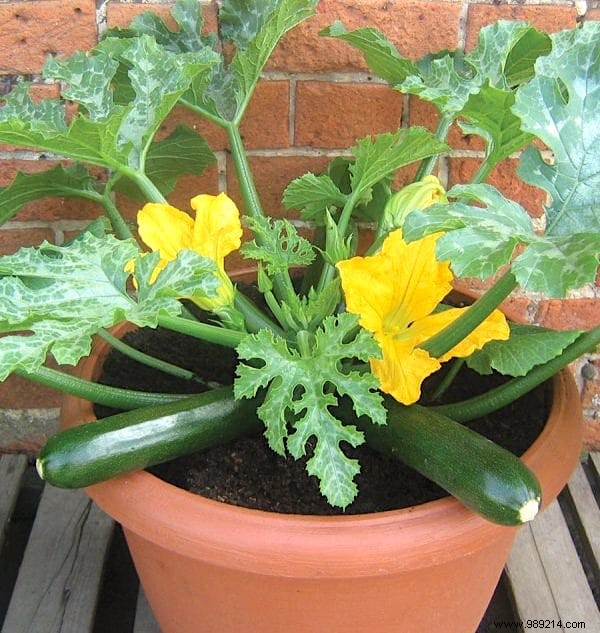 25 Fruits and Vegetables to Grow in Pots on Your Balcony: A Proven Container Gardening Guide