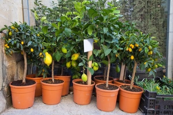 25 Fruits and Vegetables to Grow in Pots on Your Balcony: A Proven Container Gardening Guide