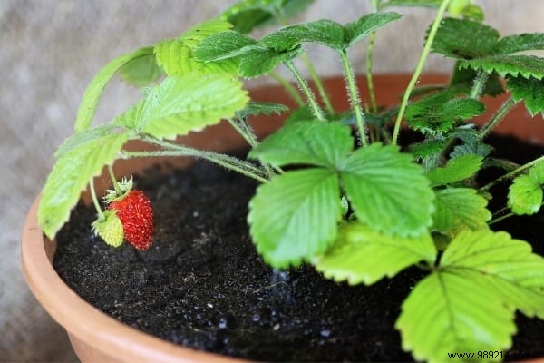 25 Fruits and Vegetables to Grow in Pots on Your Balcony: A Proven Container Gardening Guide