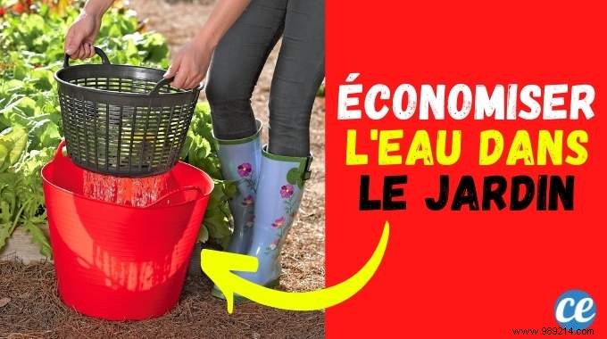 Save Water in Your Garden: Wash Vegetables Outdoors and Reuse the Rinse Water