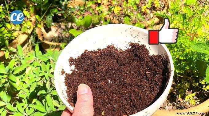 5 Proven Ways to Use Coffee Grounds in Your Garden for Healthier Plants