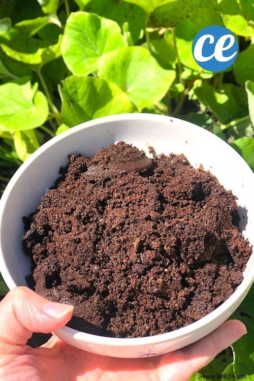 5 Proven Ways to Use Coffee Grounds in Your Garden for Healthier Plants