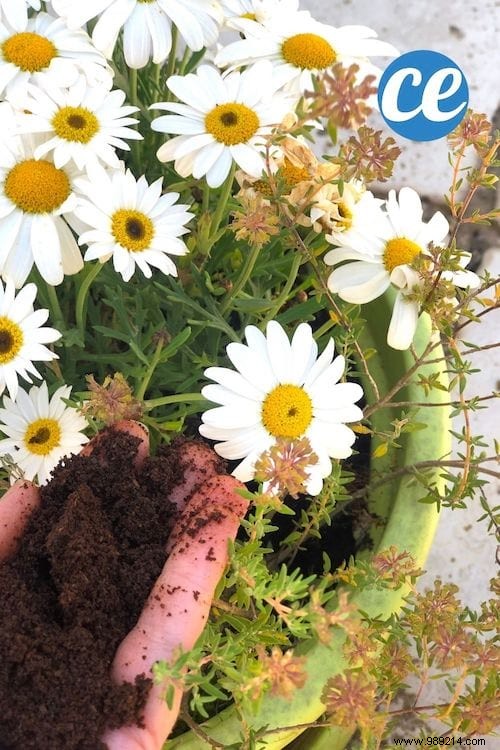 5 Proven Ways to Use Coffee Grounds in Your Garden for Healthier Plants
