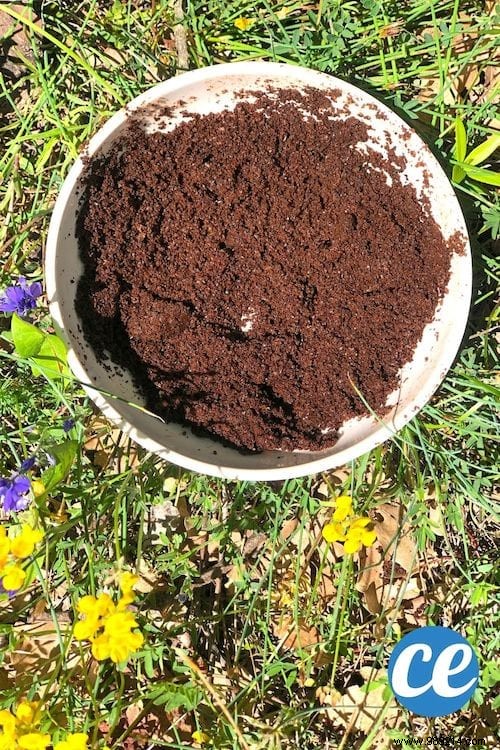 5 Proven Ways to Use Coffee Grounds in Your Garden for Healthier Plants