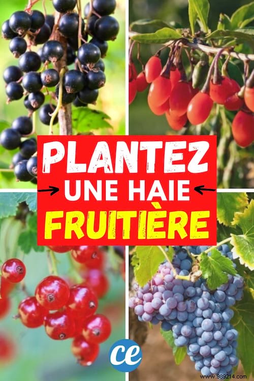 10 Proven Fruit Shrubs for a Beautiful, Productive Garden Hedge