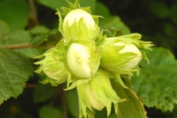 10 Proven Fruit Shrubs for a Beautiful, Productive Garden Hedge