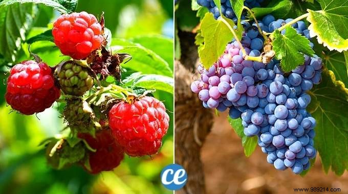 10 Proven Fruit Shrubs for a Beautiful, Productive Garden Hedge