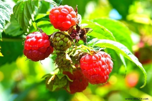 10 Proven Fruit Shrubs for a Beautiful, Productive Garden Hedge