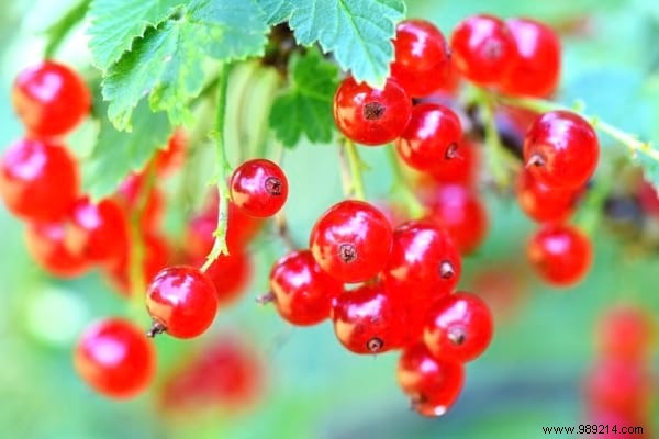 10 Proven Fruit Shrubs for a Beautiful, Productive Garden Hedge