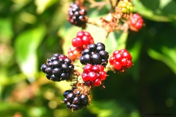 10 Proven Fruit Shrubs for a Beautiful, Productive Garden Hedge