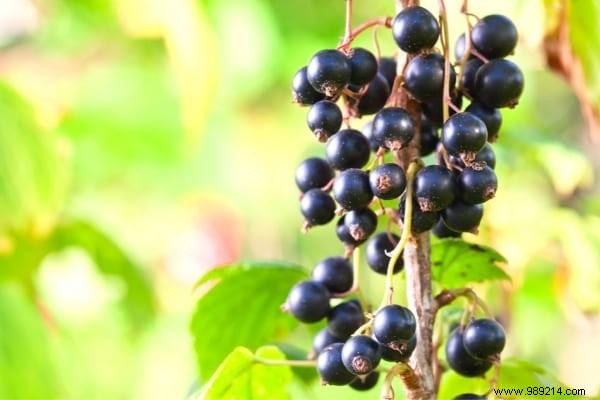 10 Proven Fruit Shrubs for a Beautiful, Productive Garden Hedge
