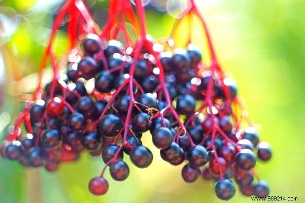 10 Proven Fruit Shrubs for a Beautiful, Productive Garden Hedge