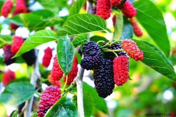 10 Proven Fruit Shrubs for a Beautiful, Productive Garden Hedge