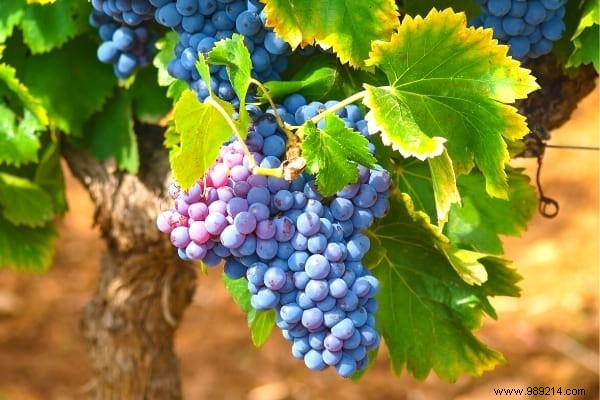 10 Proven Fruit Shrubs for a Beautiful, Productive Garden Hedge