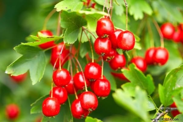 10 Proven Fruit Shrubs for a Beautiful, Productive Garden Hedge
