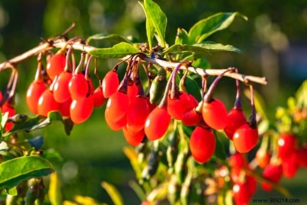 10 Proven Fruit Shrubs for a Beautiful, Productive Garden Hedge