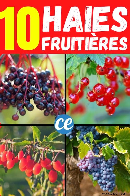 10 Proven Fruit Shrubs for a Beautiful, Productive Garden Hedge