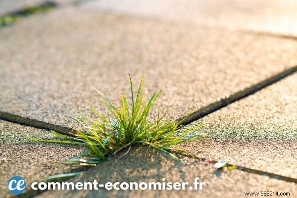 Is White Vinegar a Safe Weed Killer? Expert Insights on Effectiveness and Risks