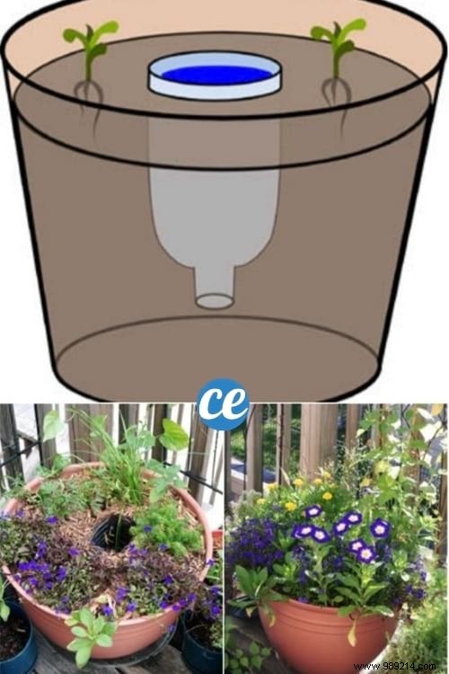 DIY Self-Watering Reservoir for Potted Plants: 2-Minute Hack with One Plastic Bottle