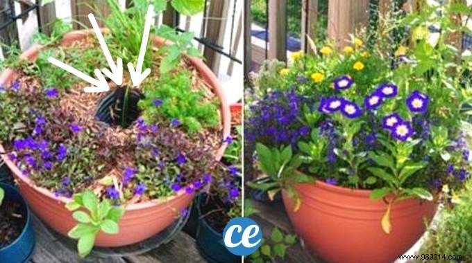 DIY Self-Watering Reservoir for Potted Plants: 2-Minute Hack with One Plastic Bottle