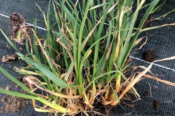 The 15 Most Invasive Garden Weeds: Identification Photos and Proven Natural Removal Methods