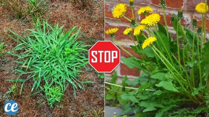 The 15 Most Invasive Garden Weeds: Identification Photos and Proven Natural Removal Methods