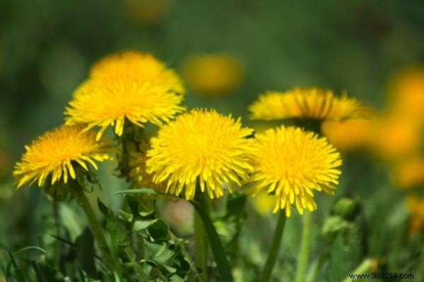 The 15 Most Invasive Garden Weeds: Identification Photos and Proven Natural Removal Methods