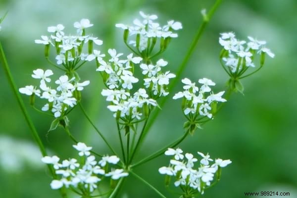 The 15 Most Invasive Garden Weeds: Identification Photos and Proven Natural Removal Methods
