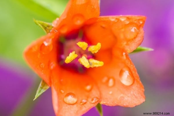 The 15 Most Invasive Garden Weeds: Identification Photos and Proven Natural Removal Methods