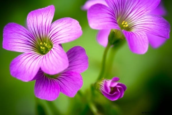 The 15 Most Invasive Garden Weeds: Identification Photos and Proven Natural Removal Methods