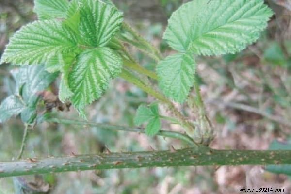 The 15 Most Invasive Garden Weeds: Identification Photos and Proven Natural Removal Methods
